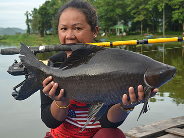 1139_Tim Webb_Black Sharkminnow_Labeo chrysophekadion.jpg 1139_Tim Webb_Black Sharkminnow_Labeo chrysophekadion.jpg